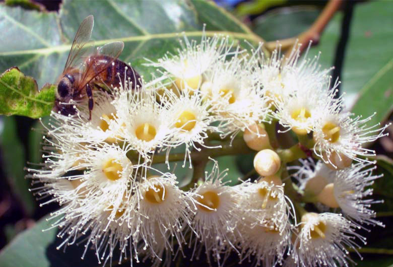 Miel de Eucalipto Ecológica - Imagen 2