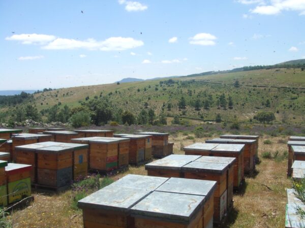 Caja de 12 unidades Jalea Real - Imagen 3