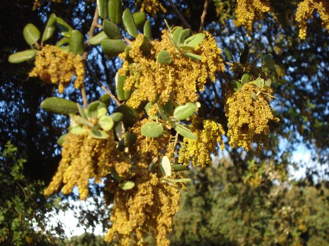 Miel de Montaña Ecológica - Imagen 2