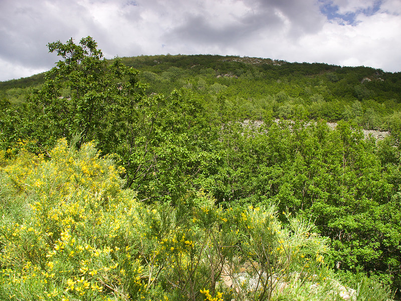 Miel de Montaña Ecológica - Imagen 3