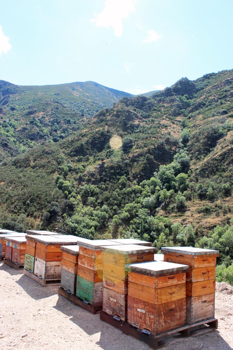 Miel de Bosque Ecológica - Imagen 2