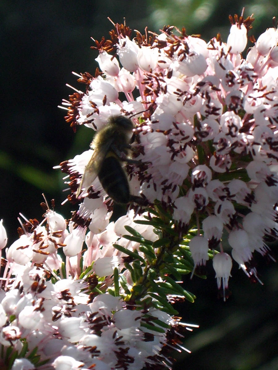 Miel de Brezo Ecológica - Imagen 2