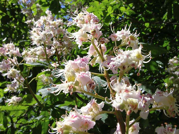 Miel de Castaño Ecológica - Imagen 2