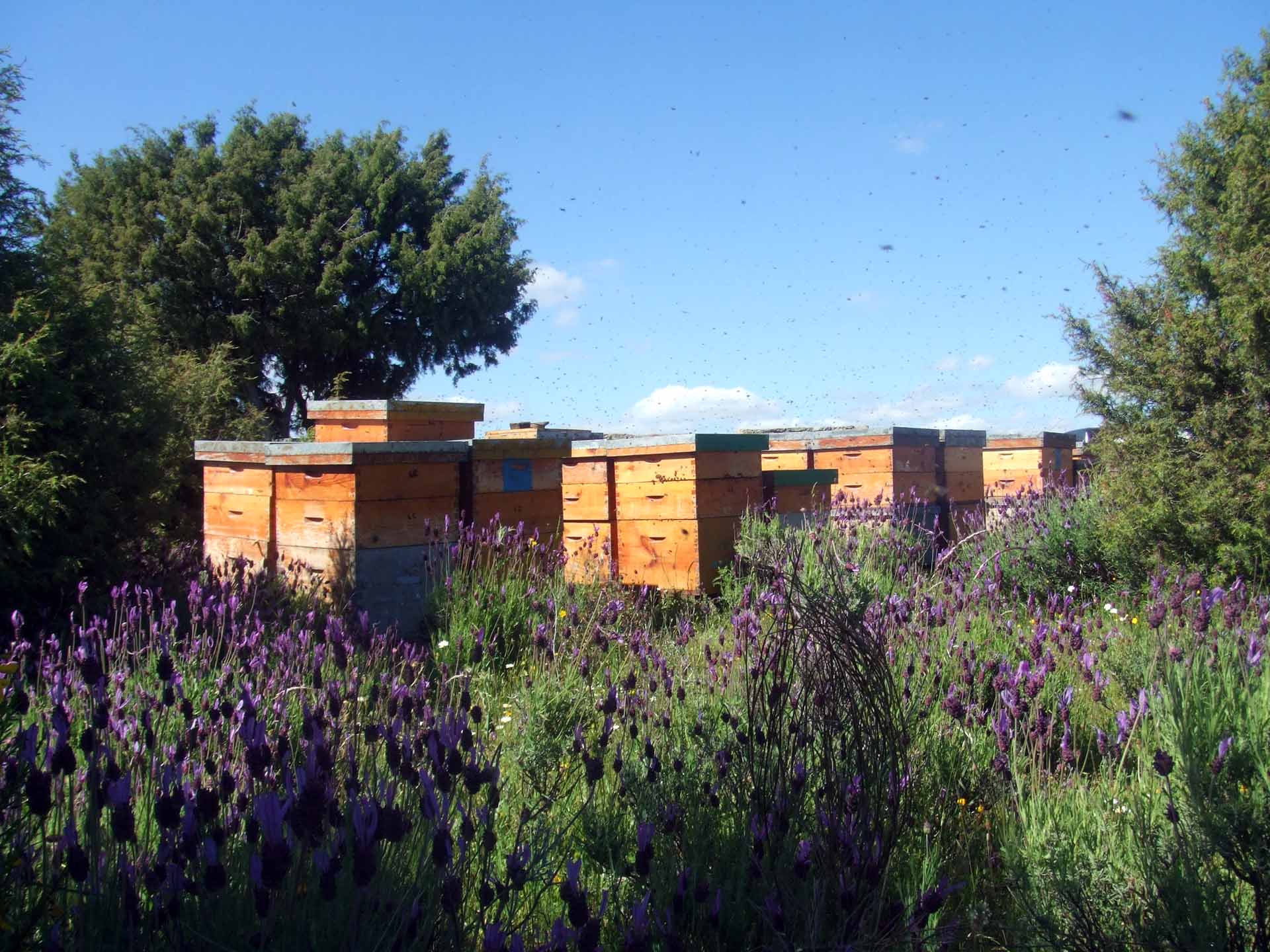 Miel de Lavanda Ecológica - Imagen 3