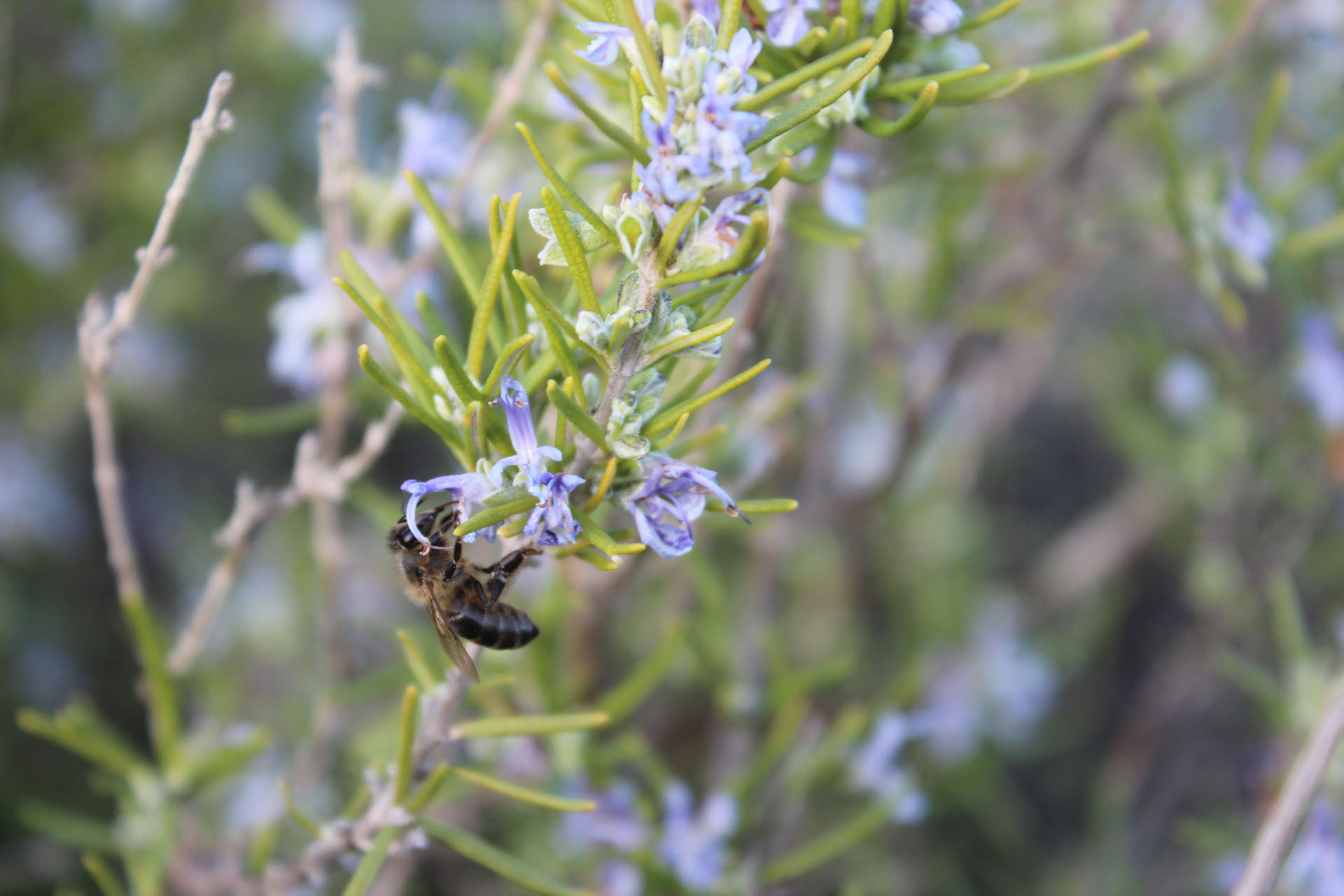 Miel de Romero Ecológica - Imagen 2
