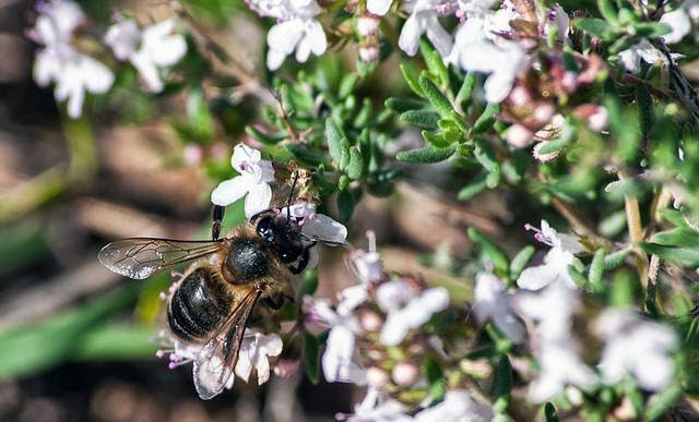 Miel de Tomillo Ecológica - Imagen 2