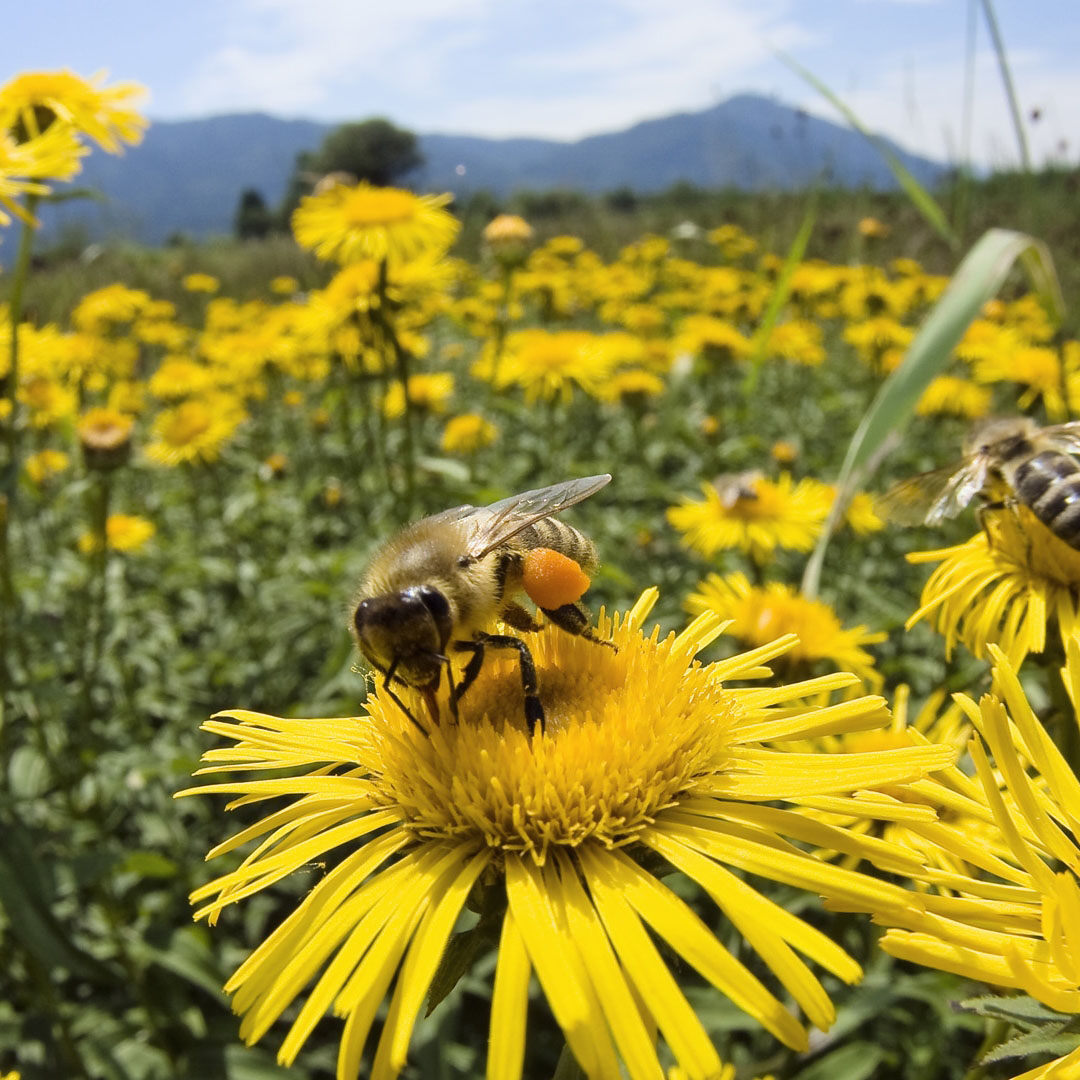Miel de Mil Flores Ecológica - Imagen 2