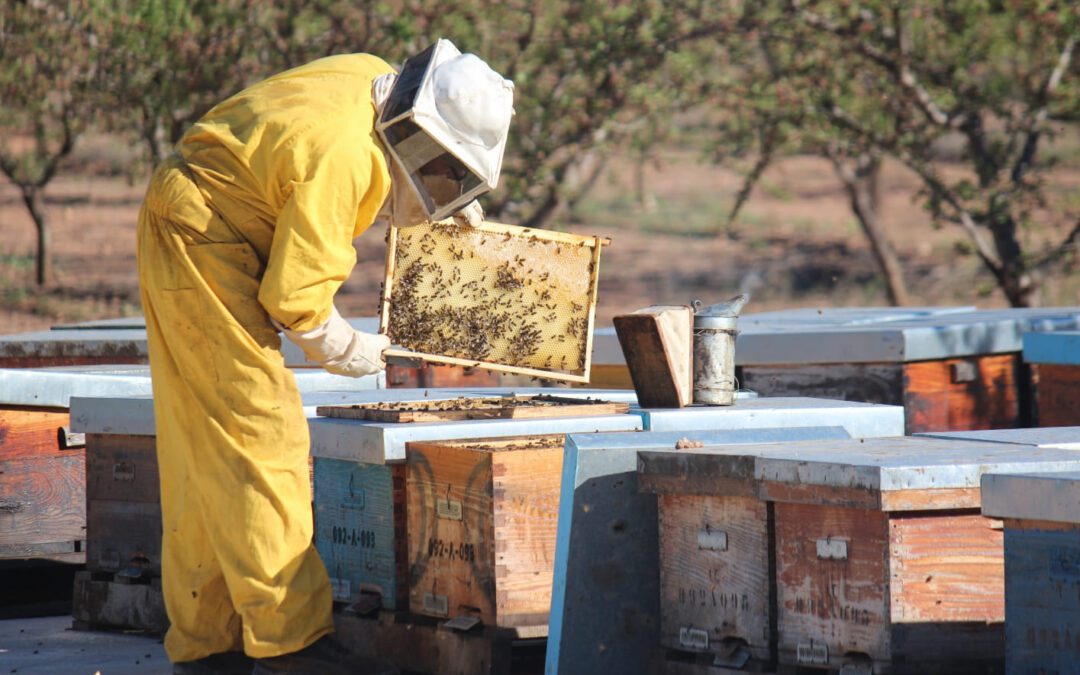 Bona Mel : Tradition, qualité et engagement pour l’apiculture biologique
