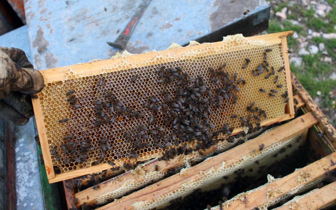 Communication et alimentation des abeilles