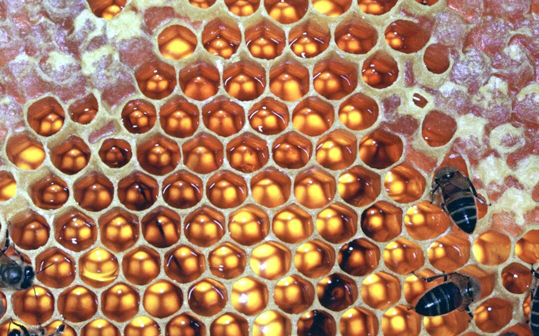 Le Cycle de vie des Abeilles