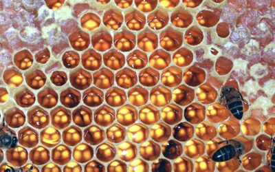 Le Cycle de vie des Abeilles