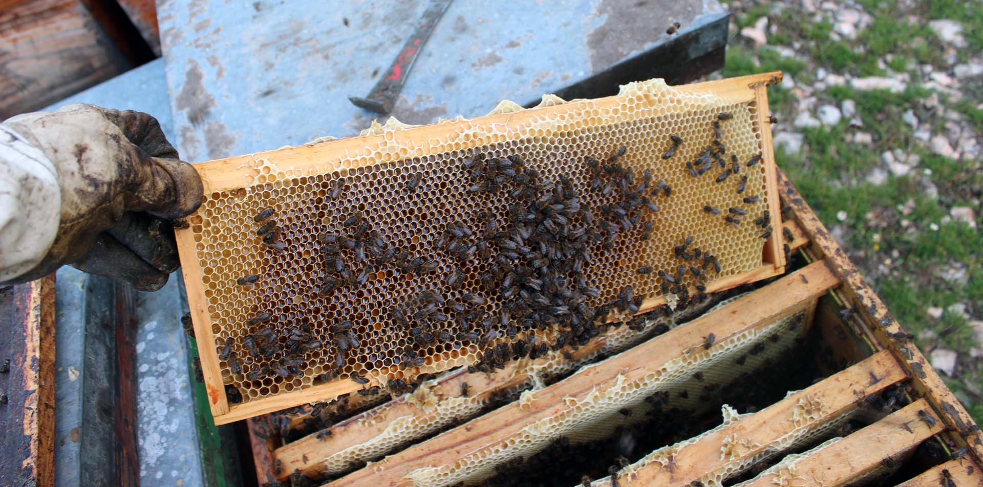 Communication et alimentation des abeilles