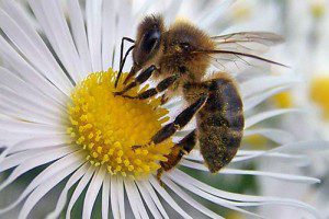 abeja-obrera-flor
