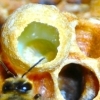 jalea real de nuestras abejas miel ecologica