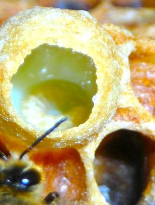غذاء ملكات النحل الطازج العضوي Jalea Real