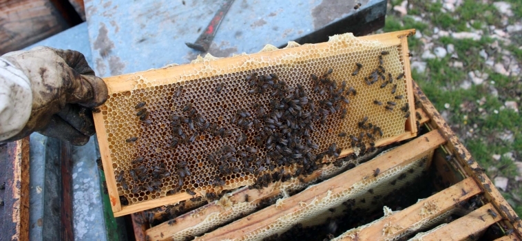Communication et alimentation des abeilles