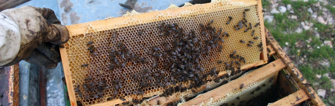 التواصل والتغذية في عالم النحل