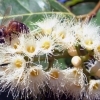 eucalipto miel ecologica