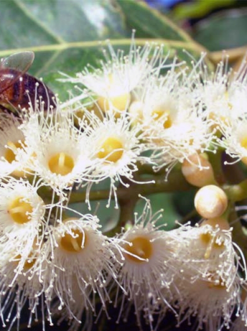 Organic Eucalyptus Honey