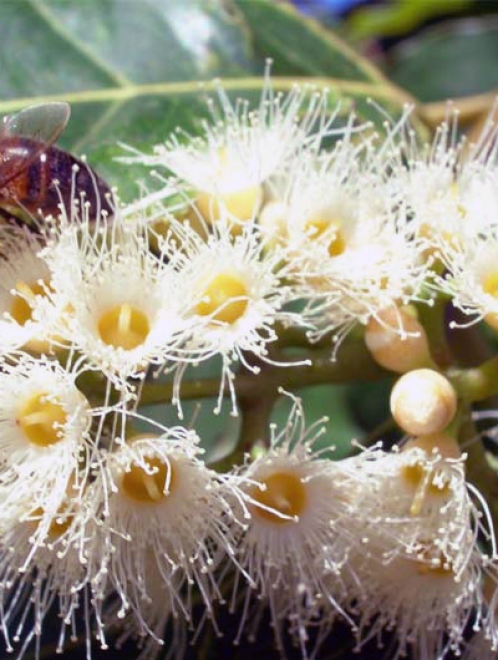 Miel d’Eucalyptus Biologique