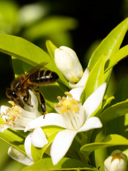 Organic Orange Blossom Honey