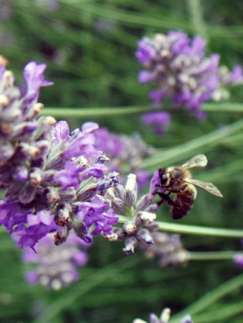 Organic Lavender Honey