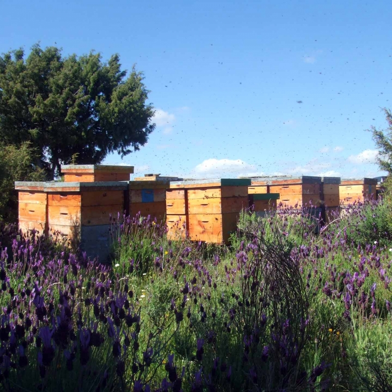 miel ecologica de lavanda de nuestras abejas