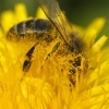 polen miel ecologica
