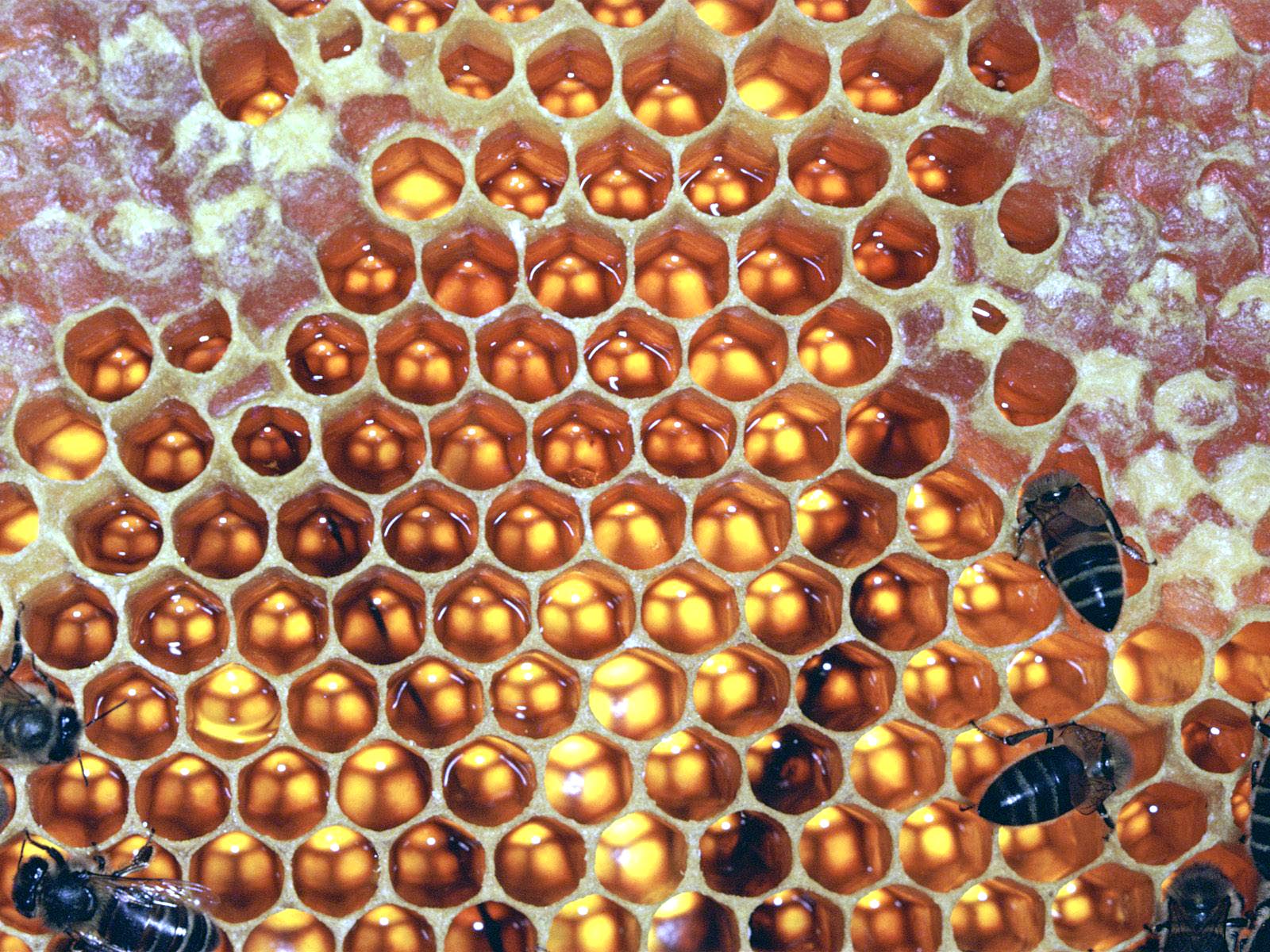 El Ciclo de vida de las Abejas