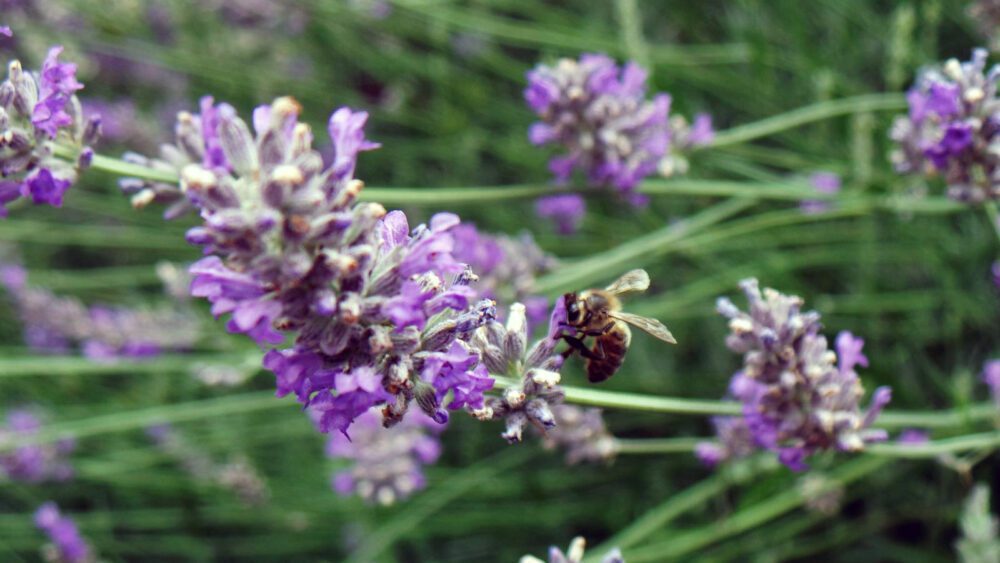 Miel de Lavanda Ecológica - Imagen 2