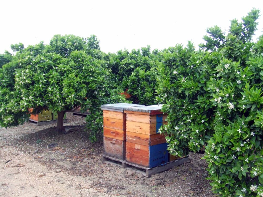 Organic Orange Blossom Honey - Image 3