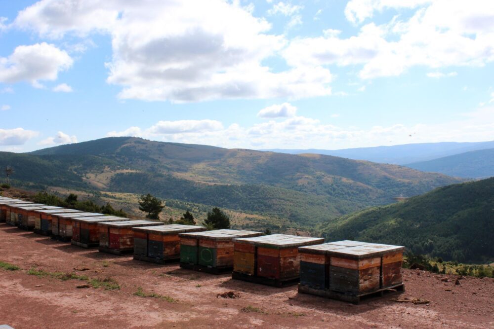 Organic Calluna Heather Honey - Image 3