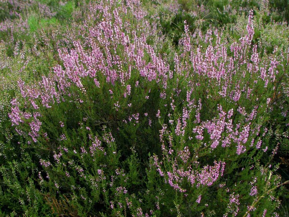 Organic Calluna Heather Honey - Image 2